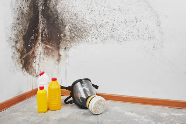 Best Attic Mold Removal  in Havelock, NC