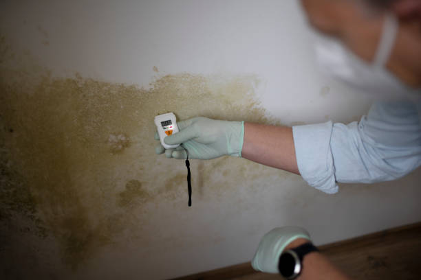 Best Mold Remediation  in Havelock, NC