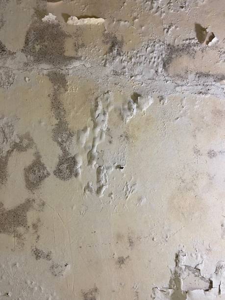 Best Residential Mold Removal  in Havelock, NC
