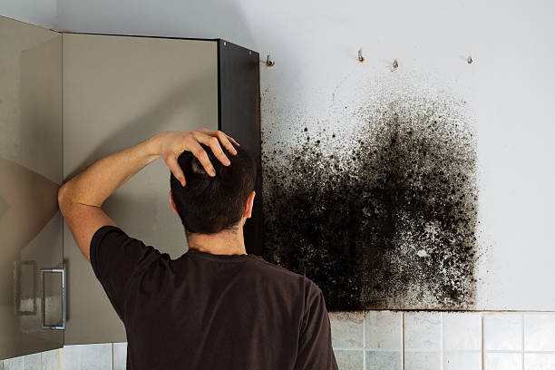 Best Fast Mold Removal  in Havelock, NC
